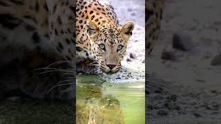 Beautiful skip of wild animal #a2ztechforyou #viral