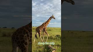 How do Giraffes sleep..??