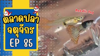 ทัวร์โซนห้องเช่า และลานเร่ วันที่ 21 ก.พ. 67 | ตลาดปลาจตุจักร EP 85