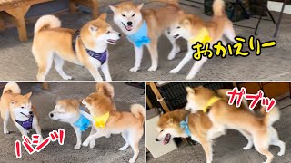 家族が帰って来て大喜びの柴犬きょうだいが激し過ぎでおもしろいw