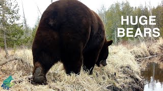 Huge bears captured on trail cameras in Minnesota