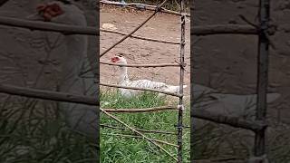 Ducks are enjoying grass #Ducks