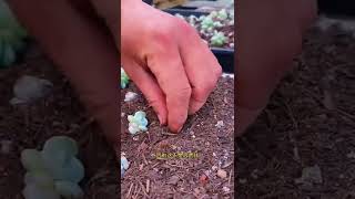 How to cute succulent planting #shorts