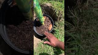 How to plant a cypress tree 🌲 #louisiana #baldcypress #ragincajun