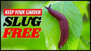 How to Get Rid of Slugs in Your Garden (Without Chemicals)