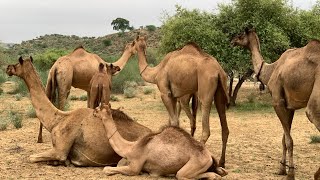 في الصباح الباكر، يقوم جملان بإطعام صغارهما المنفصلين😘 Thar S desert