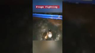 Frog fight club