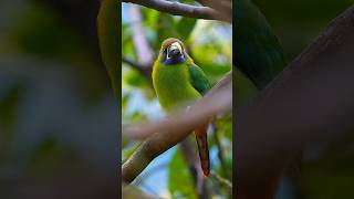 Emerald Toucanet encountered #toucan #birds #wildlife #birdphotography #birdslover #birdwatching