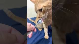 Cat eating yogurt from spoon  #funnycats #cutecat #γατο_βίντεο #ελληνεσyoutuber #γάτα #howcute #gato