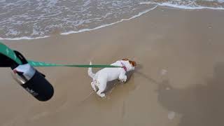 Lucy's first day at the beach