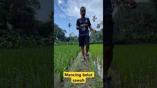 MANCING BELUT SAWAH #part10 #shortvideo #shorts