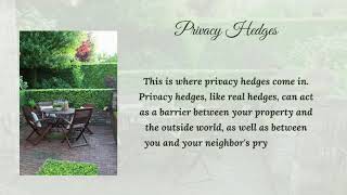 Evergreen Elegance: Top Hedges for Ultimate Privacy