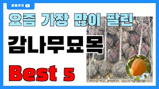 요즘 인기 많은 감나무묘목 추천 Best5!! || 가격 비교 가성비 순위