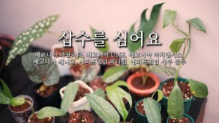 [식물이랑] 삽수를 심어요.