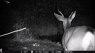 deer mule nontypical bucks earlyOct2023