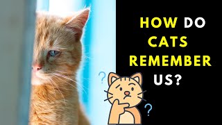 How Do Cats Remember Us? Photographic Memory, Smell, or Something Else?