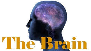 The Brain