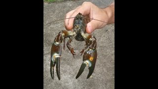 Pêche à l'écrevisse 2015 - Partie 1 (crayfish fishing)