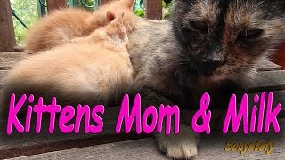 Kittens Mom & Milk   - Scimmietta & Kittens  (: Sweet Cat - Sweet Cats - Cute Cat - Cute Cats :)