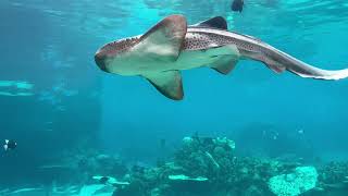 Shark Bay Tour