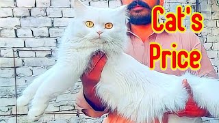 Cats Price Latest updates 2023 | Lahore pets Market | Pets Traders | Persian cats | playing cats pet