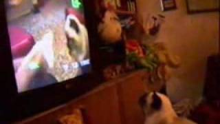 Female cat watching herself on TV