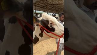 2 cow sale bhikhi ਭੀਖੀ (mansa) num-9888827859 #viral #cow #buffalow #farmer #dairyfarm #buffallow