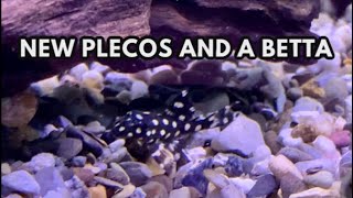 New Plecos and a betta too - 30 Gallon Community Aquarium