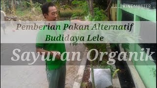 Pemberian Pakan Alternatif Budidaya Lele Memakai Sayuran Organik