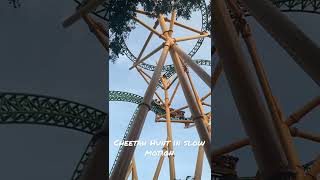 Cheetah Hunt in Slow Motion is kind of mesmerizing! #shorts #cheetahhunt #buschgardenstampa