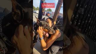 #pets #ytshorts #shorts #doberman #ontario #canada