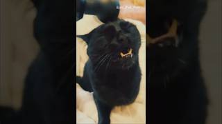 Funniest CATS of 2024 😹🤣#shorts #viralvideo #funny #catlover #cat