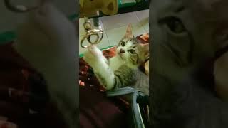 Kucing Lucu #Short