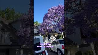 Австралійська краса #джакаранда #jacaranda #australia #nature