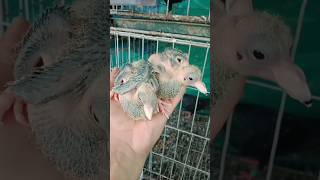 #pigeon #bird #parrot #shortvideo #birdspecies #pigeonbird #shorts #short