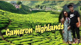 #TOUR #MALAYSIA  Cameron Highlands /Cameron Lavander/Tea plantation