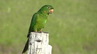 periquitão-maracanã (Psittacara leucophthalmus)