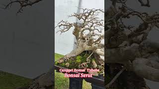 Bonsai Serut milik Nardi Tubaba Lampung Np206