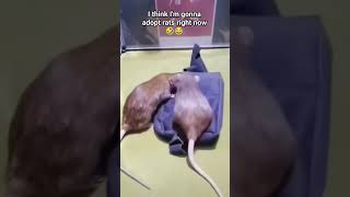 I Think I'm Gonna Adopt a Rat 🤣😂 #shorts #ratsofyoutube #petsofyoutube