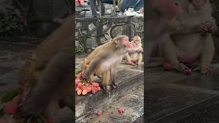 daring monkey eat huge bunch of litchi 🍓||Jai Hanuman Ji