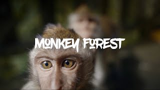 Cute baby monkeys taking selfies in Bali | Sacred Monkey Forest Sanctuary Ubud | 4K