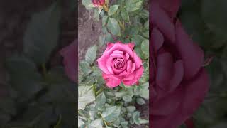 ДАНИЭЛЬ ОСТ (Daniel Ost), Бельгия, 2010 г.  Чайно-гибридные (Hybrid Tea)