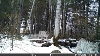 Famille de lynx du Canada en déplacement