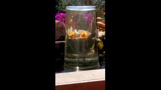 la fish tower....La tour panoramique pour poissons de bassin...Fish tank/goldfish