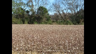 Geography of A Cotton Field