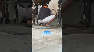 LIVE milking full video on channel goldy dairy farm #milk #cow #dairy #dairyfarm