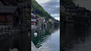 Hallstatt is breathtaking #hallstatt #hallstattaustria #swans #austria #vienna #viennaaustria