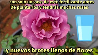 asi se planta un rosal para que de muchas rosas y prepara la tierra con fertilizante