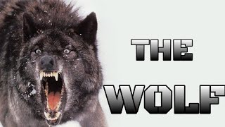 THE #WOLF / FAMILY/ LIFESTYLE / FACTS / ATTACKS AND HUNTING