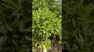 Mangrove walkthrough | Kannur, Kerala | Wildlife Trust of India #mangrove #forest #naturesounds